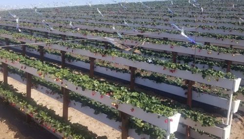 Neueste Unternehmensnachrichten über Erdbeerpflückerei im Freien