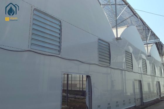 Horticulture en serre multispan intégrée pour la culture de tomates avec charpente métallique