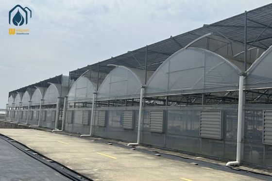 Transparent Multi Span Plastic Greenhouse For Maximum Crop Yield