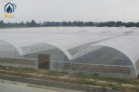 Agricultural Tunnel Multi Span PE Film Greenhouse with Ventilation System
