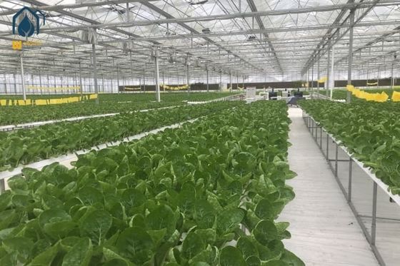 NFT Hydroponisches PVC-Anbausystem für den Anbau von ertragreichem Salat