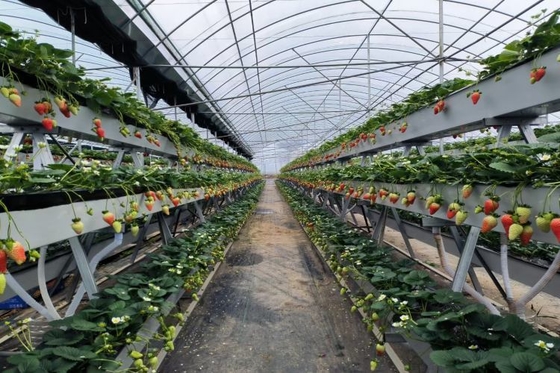 Indoor And Outdoor Hydroponic Planting Grow Troughs Plastic Trough For Hydroponics Strawberries