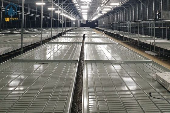 qualité Bancs à rouleaux pour les légumes, bancs mobiles pour la pépinière usine