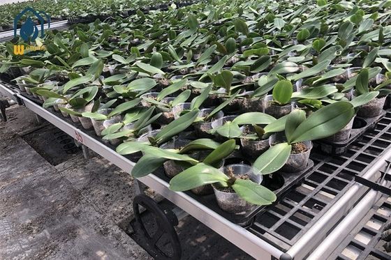 Giá tốt. Đàn đĩa trồng cây bằng nhựa hình chữ nhật chống tia UV Bảo trì dễ dàng trực tuyến