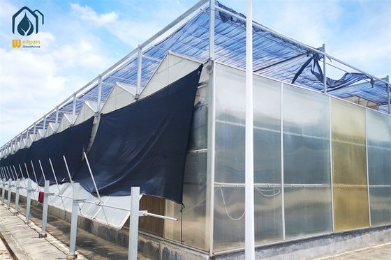 Ein guter Preis. 8 m 9,6 m 12 m Span Breite Hydroponisches Gewächshaus Heißverzinktes Stahlrohr Gewächshaus Online