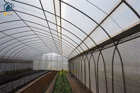 chất lượng Đường hầm có thể tùy chỉnh Multi Span Greenhouse 5m - 12m với hệ thống tưới nhỏ giọt nhà máy sản xuất