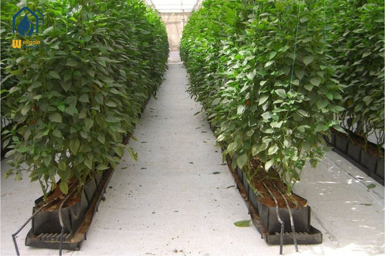 qualité Ruloir de plantation en PP à l'intérieur de l'épaisseur de 0,7 mm usine