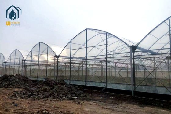 Ein guter Preis. Landwirtschaftliche PE-Film-Multi-Span-Gewächshaus mit Metallrahmen 8m / 9,6m Span Breite Online