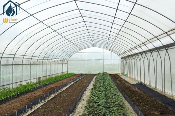 Giá tốt. Nhà kính đường hầm đa chiều có thể tùy chỉnh cho nông trại quy mô trung bình và lớn trực tuyến