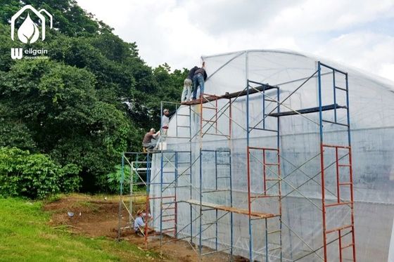 Good price Commercial Tunnel Multi Span Greenhouse High Yield Cultivation Greenhouse online