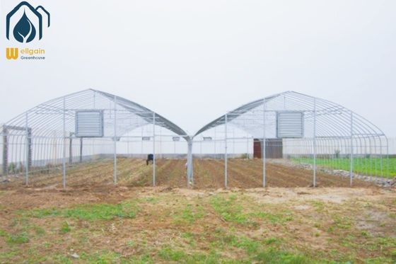 Un bon prix. Serre préfabriquée multi-travées à faible coût pour l'agriculture, pour la culture de tomates et de poivrons en ligne