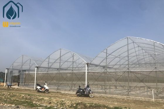 Good price Film Multi Span Nursery Greenhouse Prefabricated Hydroponic System Greenhouse online