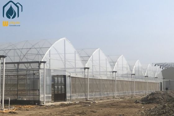 Ein guter Preis. Großes Hydroponisches Mehrfach Gewächshaus für Tomaten / Pfeffer / Gurkenpflanzen Online