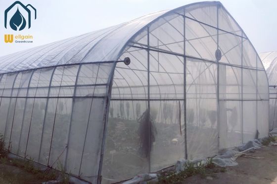Ein guter Preis. OEM Einfach zu montieren Tunnel Gewächshaus Kleines Gemüse Landwirtschaft Gewächshaus Online