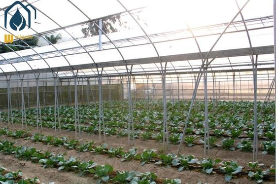Giá tốt. Nông nghiệp Multi Span Poly Tunnel Nhà kính thân thiện với môi trường cho rau trực tuyến