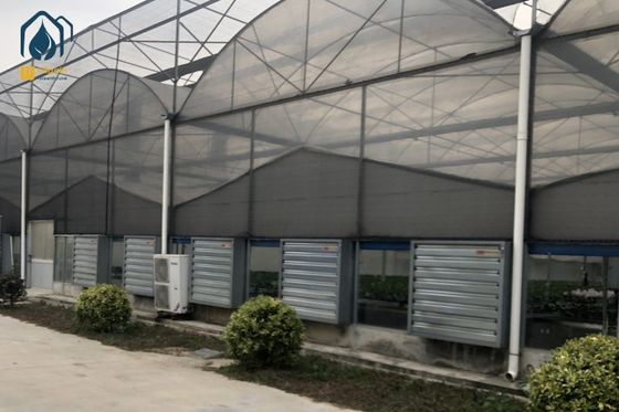 Ein guter Preis. Modernes großes Mehrspann-Gewächshaus mit hydroponischem System für die Pflanzung von Phalaenopsis Mochis Online