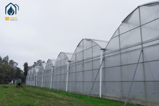 Ein guter Preis. Stahlrahmen Landwirtschaftliches Mehrspann-Gewächshaus für die ganzjährige Pflanzenproduktion Online