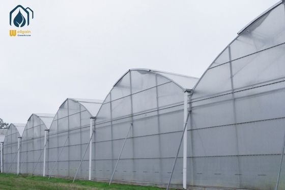 Ein guter Preis. Große Hydroponik-Multi-Span-Gewächshäuser für moderne Landwirte Online