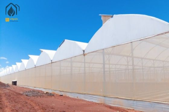 Qualität Energieeffizientes tropisches Mehrspann-Gewächshaus mit Temperatur- und Luftfeuchtigkeitskontrolle usine
