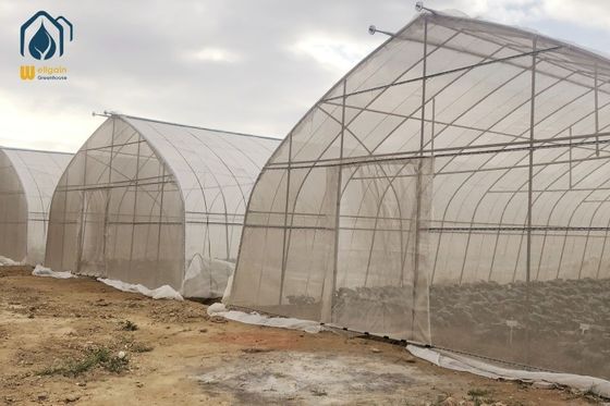 Ein guter Preis. Große landwirtschaftliche Gewächshäuser mit UV-Film Online
