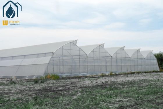 Ein guter Preis. Moderne Landwirtschaft Tropen-Multi-Span-Gewächshaus Einfache Einrichtung Niedrige Wartung Online