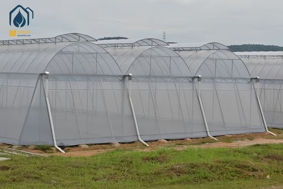Good price Energy Save Large Scale Multispan Greenhouse For Tropical Regions Year Round Grow Crops online