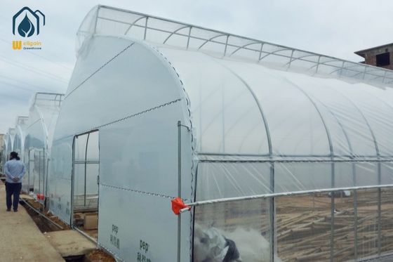 Giá tốt. Hành động đường hầm hoa rau trồng nhà kính Cấu trúc thép mạ nóng trực tuyến