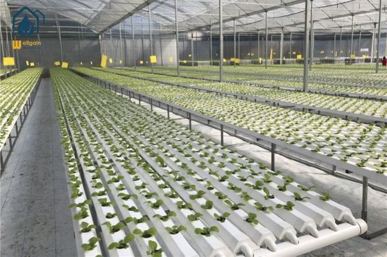 Un buen precio. Sistema de cultivo hidropónico de plástico NFT PVC Gully para plantación en invernadero en línea