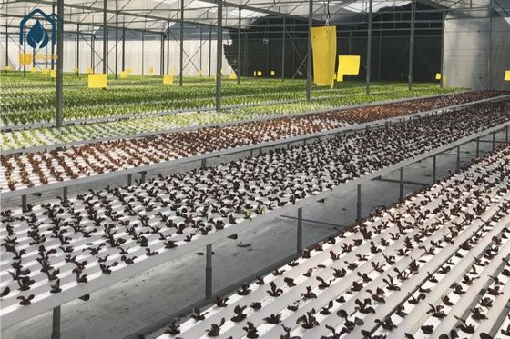 Ein guter Preis. NFT Hydroponisches Anbausystem Kunststoffkanal für Haus- und Gewerbezwecke Online