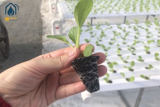 Good price Water Saving NFT Hydroponic System Solution For Home And Commercial Use online