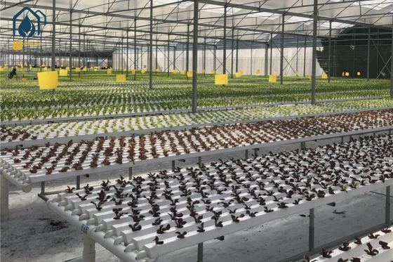 Qualität Intelligentes NFT-Hydroponisches Anbausystem für den Anbau von Pflanzen usine