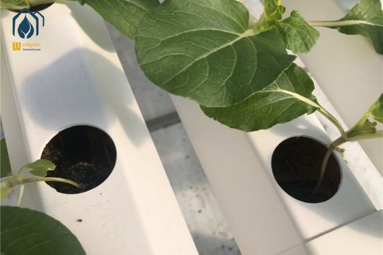 Ein guter Preis. Große NFT vertikal hydroponisches Anbausystem 100 mm Breite für Gemüse Kräuter Online