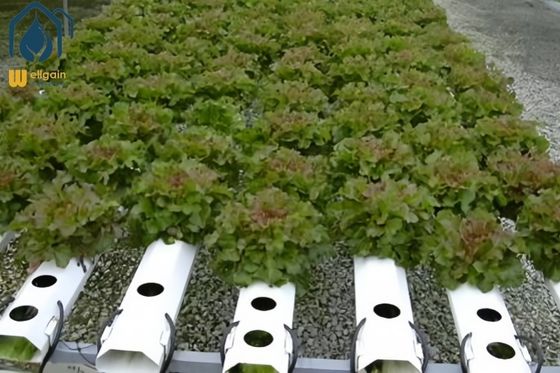 Ein guter Preis. Gewächshaus-NFT-Hydroponisches Anbausystem für den Bodenlosen Anbau von landwirtschaftlichen Pflanzen Online