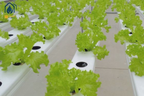 Giá tốt. Tủ kính NFT ống PVC thủy sản với nắp tháo rời cho rau trồng trực tuyến
