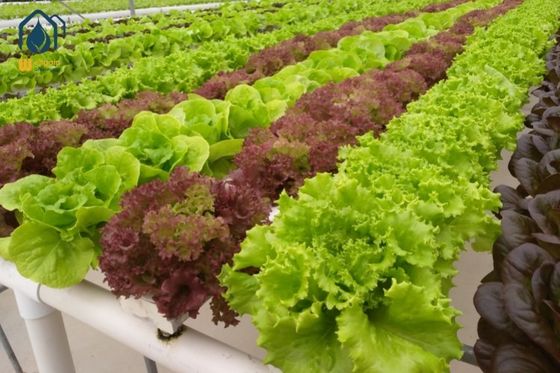Good price Hydroponic Square NFT Gully System For High Yield Vegetable Growing online