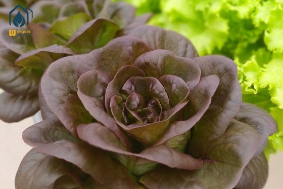 Un buen precio. Sistema de cultivo hidropónico de PVC Tubos NFT para la plantación de vegetales de hoja en invernadero en línea