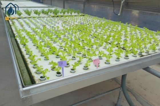 qualité Écoulement d'eau d'inondation écoulement et écoulement bancs de roulement plateau ABS équipement de plantation hydroponique usine