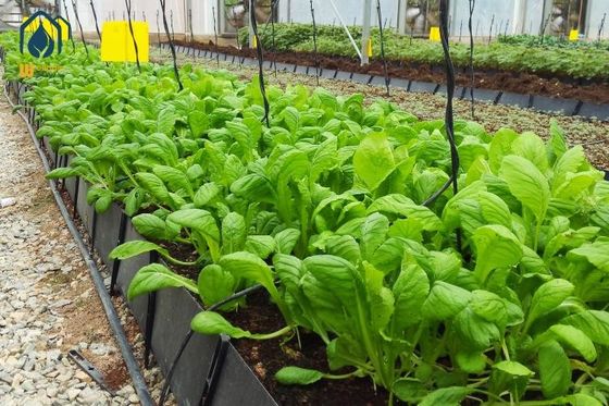 qualité Plastique hydroponique pour la plantation de tomates en PP en rouleau noir blanc pour la culture sans sol usine