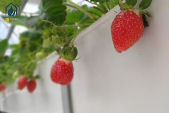 Ein guter Preis. Gewächshaus Trapezförmige PVC-Erdbeeren- und Tomatenwuchsfässer Online