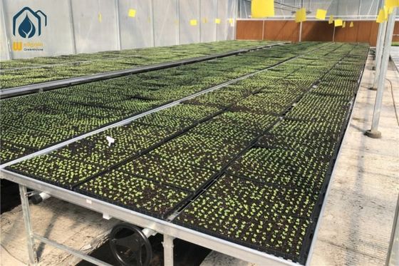 Good price Greenhouse Galvanized Net Indoor Plant Growing Tables Rolling Bench Nursery Seed Bed online