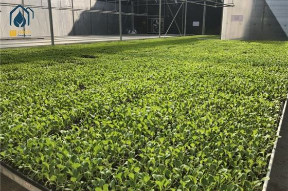 Good price Agricultural Wire Mesh Rolling Grow Tables Greenhouse Hydroponic Rolling Benches online