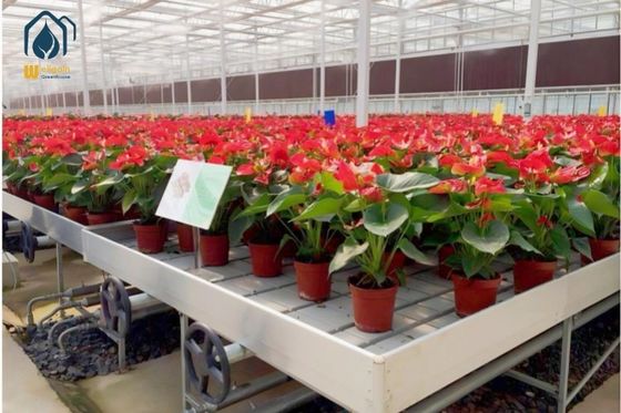 Harga yang bagus Custom 4x8 Nursery Hydroponic Ebb And Flow Meja Rolling Bench Tumbuh Rak on line