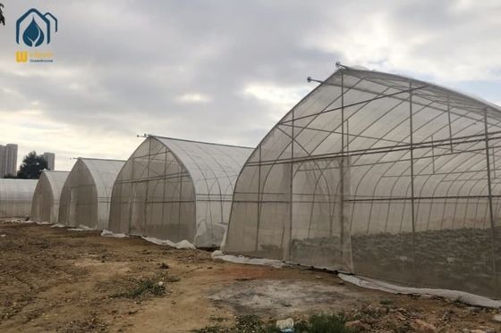 Ein guter Preis. PE PO Filmtunnel Gewächshaus Gewerbliches landwirtschaftliches Gewächshaus Anpassbar Online
