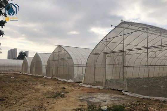 Ein guter Preis. Edelstahl Sigma Hoop Haus Gewächshaus mit hydroponischem Anbau System Online