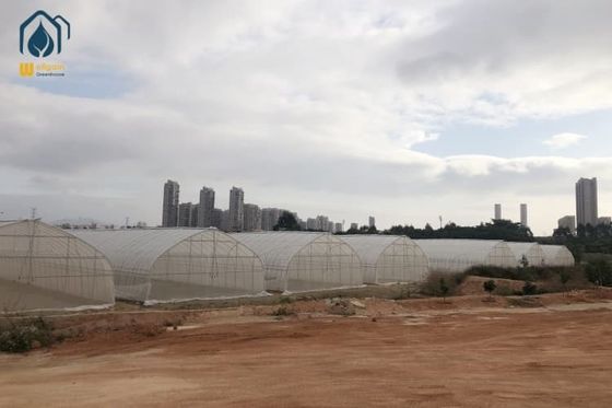 Giá tốt. Nhà kính đường hầm nông nghiệp Single Span PE Film Greenhouse For Flowers Plant trực tuyến