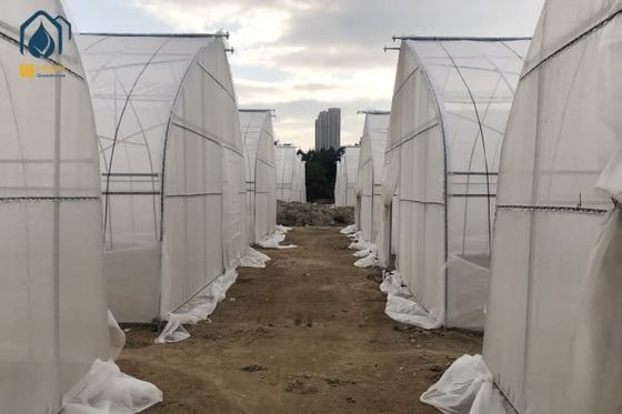 Un bon prix. Agronomie Serre de tunnel Serre en acier galvanisé à cadre unique en ligne