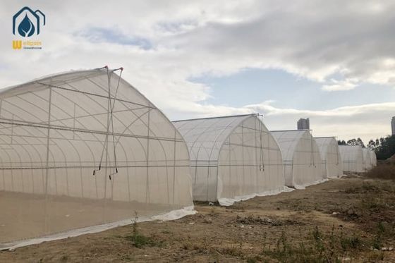 calidad Invernadero de túnel comercial Invernadero de película de plástico de tramo único para verduras fábrica