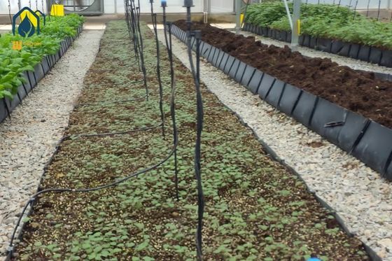 Ein guter Preis. Gewächshaus-Hydroponische Pflanzungen durch Trough PP Roll für frisch geschnittene Blumen Rosenanbau Online