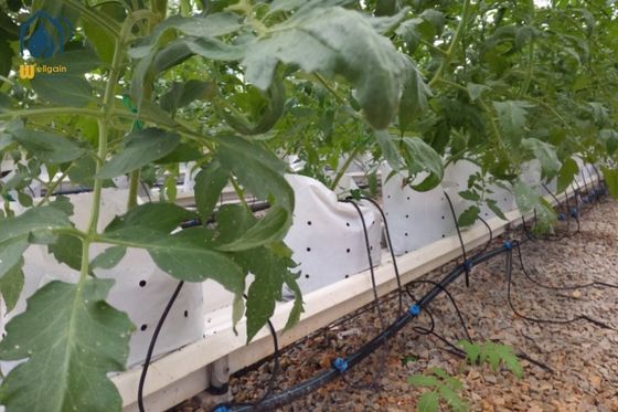 Ein guter Preis. Vertikalpflanzen PVC-Substrat Wachstumsgießloch Hydroponische Pfeffer Tomatenpflanzen Trough Online