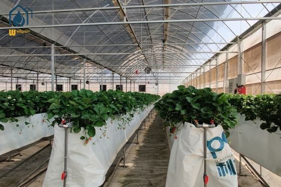 Good price Big Agricultural Modern Garden Greenhouse Plastic Film Multi Span Nursary Greenhouse online